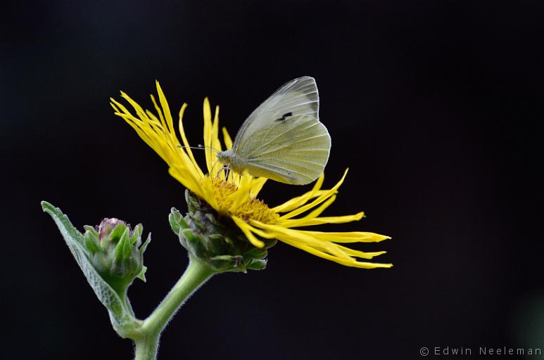 ENE-20130727-0323.jpg - [nl] Klein koolwitje ( Pieris rapae )[en] Small White  Pieris rapae 